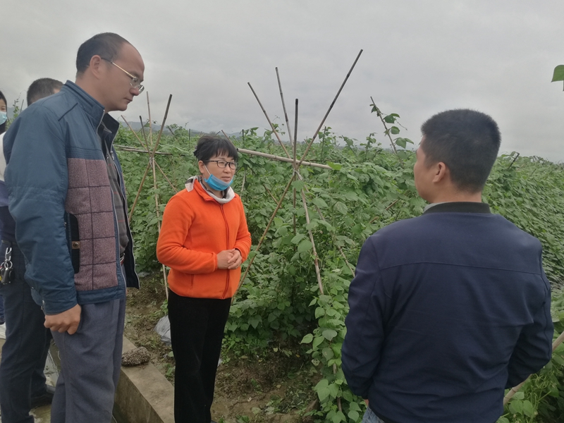 2020年3月19日，黎炎到八步区铺门镇兴华村东融蔬菜基地进行技术指导（中间者为黎炎）.jpg