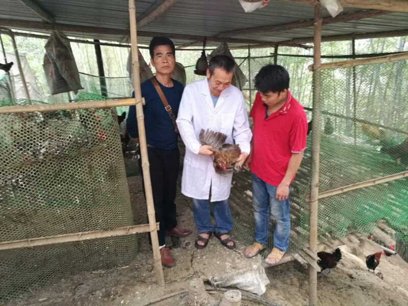 宾石玉在勒黄村岩寨屯梁光斌的养鸡基地现场指导.png