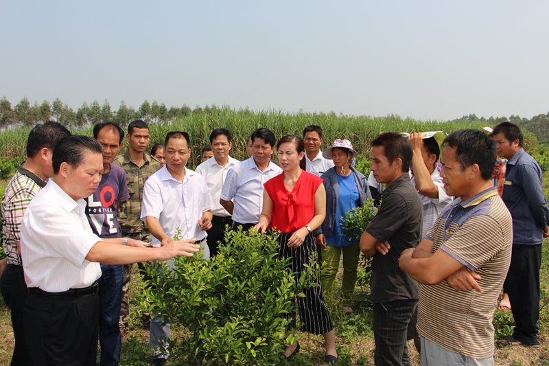 2016年9月22日，九三学社来宾市委到兴宾区三五乡上李村开展送科技下乡，韦文智主委陪同专家到柑橘种植基地现场为农民传授沙塘橘果树种植栽培管护技术.JPG