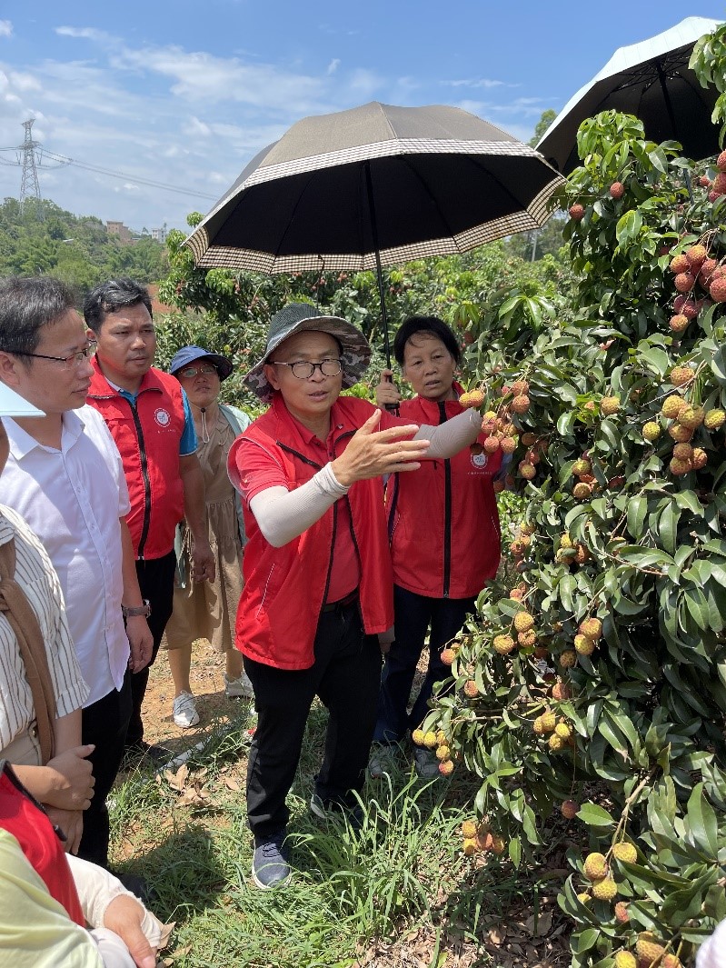 徐炯志讲解荔枝栽培技术